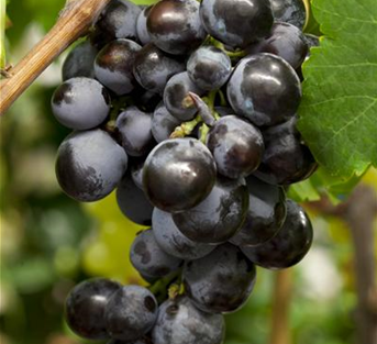 Weintraube Weintraube