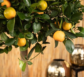 Citrofortunella microcarpa, Stamm