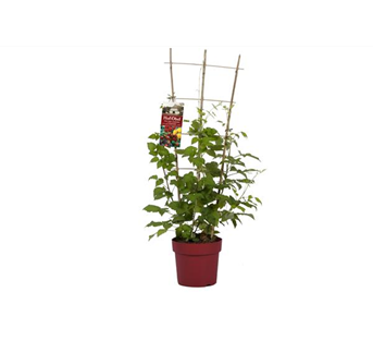 Himbeer-Trio Himbeer-Trio