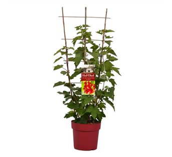 Jonannisbeere - Trion