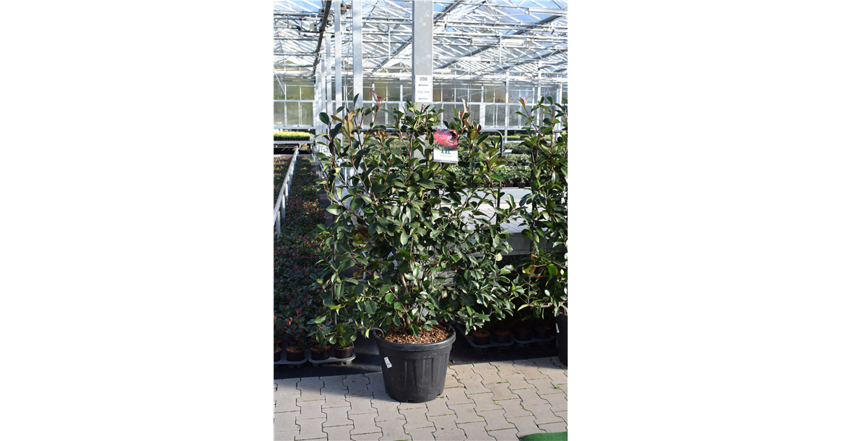 hedera helix sonne Tipps zur Pflege deiner Pflanze : Hedera Helix Wonder – PflanzenFuerAlle main image 0