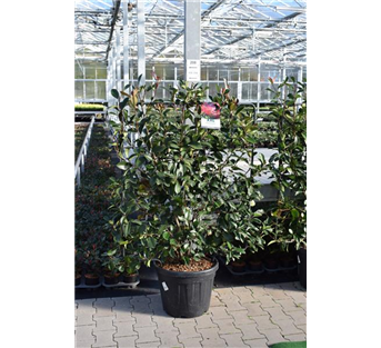 Glanzmispel Glanzmispel