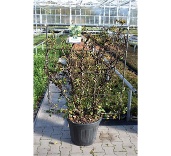 Kletterhortensie Kletterhortensie