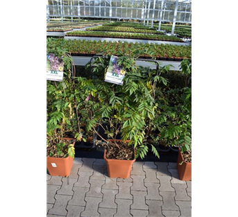 Blauregen 'Blue Dream'