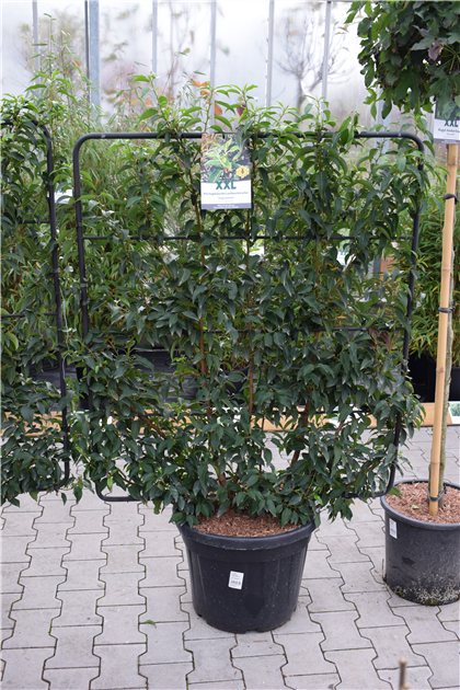 monstera deliciosa height Monstera deliciosa XXL | Order online
