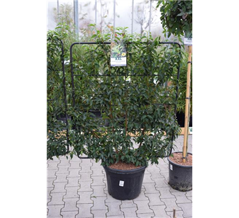 Portugiesische Lorbeerkirsche Portugiesische Lorbeerkirsche