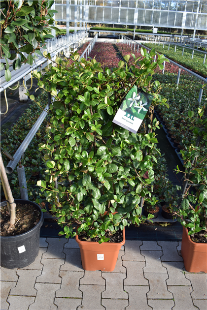 Immergrner Jasmin - Gartencenter Selbach