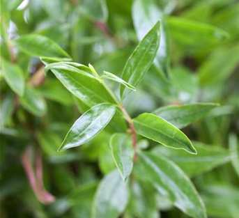 Granatapfel 'Provence'