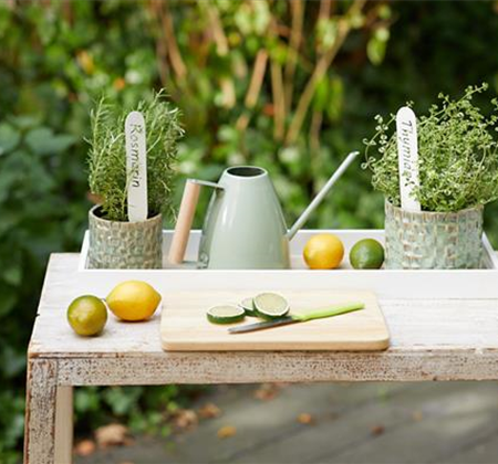 So gelingt die Anzucht!