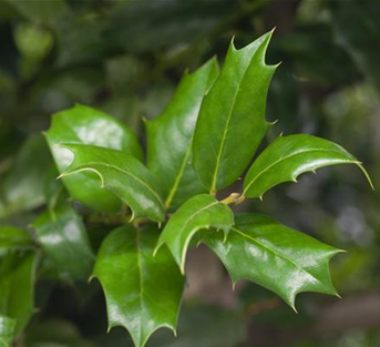 Gemeine Stechpalme Gemeine Stechpalme