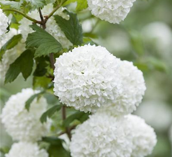 Gewöhnlicher Schneeball 'Roseum' Gewöhnlicher Schneeball 'Roseum'