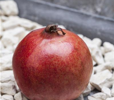 Granatapfel