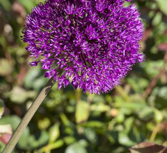 Iranischer Blumenlauch