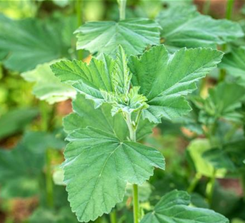 Echter Apotheker-Eibisch Echter Apotheker-Eibisch