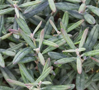 Lavendelheide  Lavendelheide