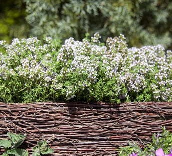 Gedrungener Garten-Thymian