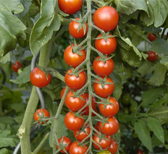 Cherrytomate Cherrytomate