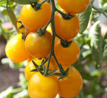 Tomate 'Yellow Cherry' Tomate 'Yellow Cherry'