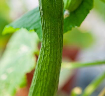 Cucumis sativus 'Schlangengurke' Mini Cucumis sativus 'Schlangengurke' Mini