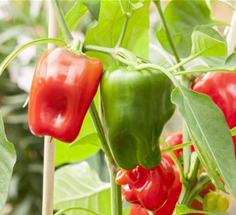 Paprika 'Pick a Pep'® Paprika 'Pick a Pep'®