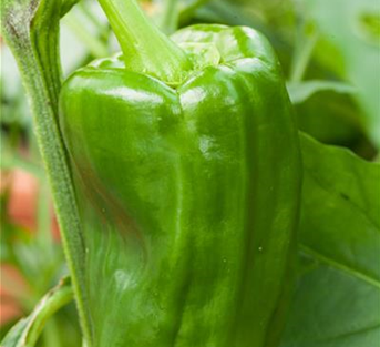 Paprika grün Paprika grün