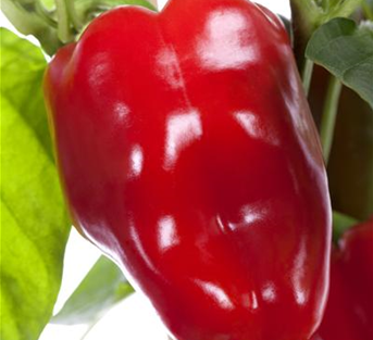 Paprika rot Paprika rot