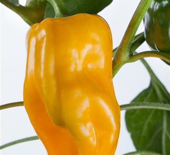 Paprika gelb Paprika gelb