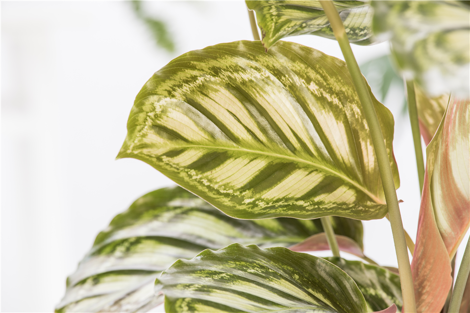 monstera adansonii indonesian marble Monstera Adansonii Indonesian Marble House Plant 17cm Pot – Plants For All  Seasons main image 1