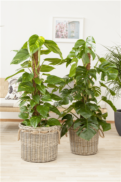 common ivy plant Buy English Ivy Plants Online main image 0