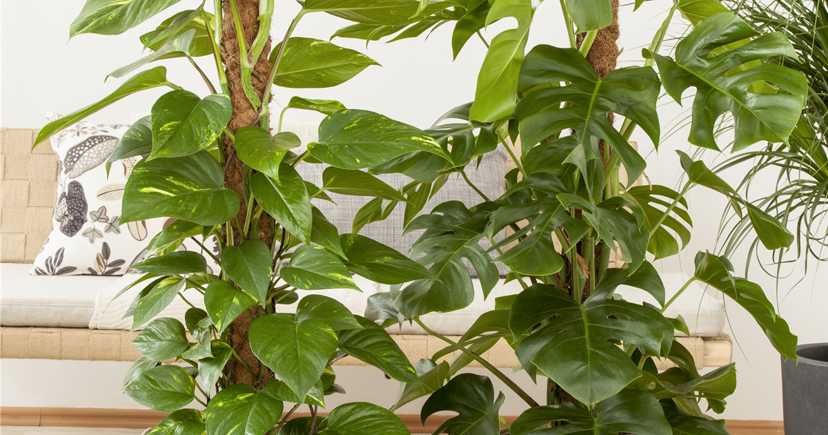 philodendron red beauty care Philodendron 'Red Beauty' – Foliage Factory main image 1