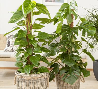 Fensterblatt (Stamm)