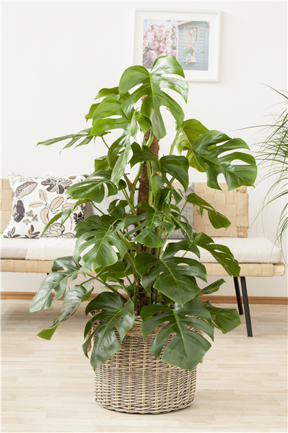 Fensterblatt (Stamm), Monstera deliciosa - Gartencenter Selbach