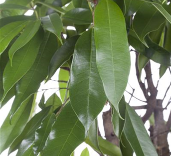 Ficus 'Amstel King', schmalblättrig 