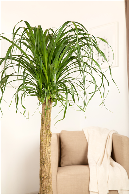 Elefantenfu, Beaucarnea recurvata, Stamm - Gartencenter Selbach