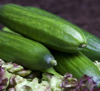 Snack-Gurke Snack-Gurke