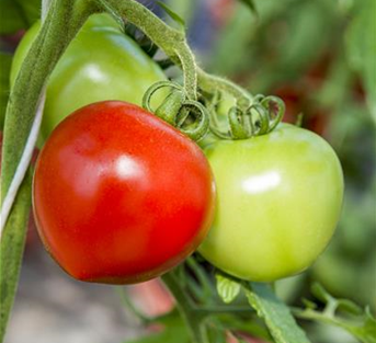 Tomate 'Zieglers Fleisch' Tomate 'Zieglers Fleisch'