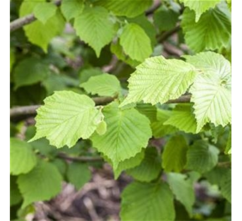 Haselnuss 'Aurea' Haselnuss 'Aurea'