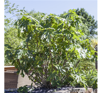 Echte Feige Echte Feige