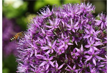 Allium 'Gladiator' Allium 'Gladiator'