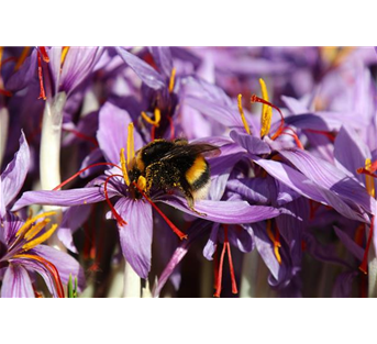 Crocus sativus, blau
