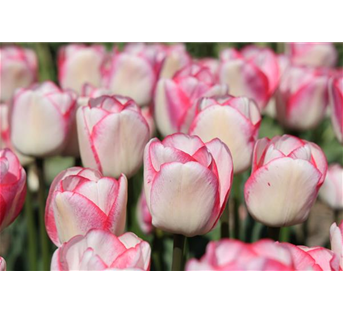 Tulipa 'Chamäleon" rosa-weiß