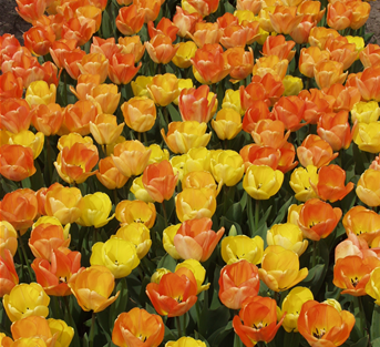 Tulipa 'Chamäleon" gelb-orange