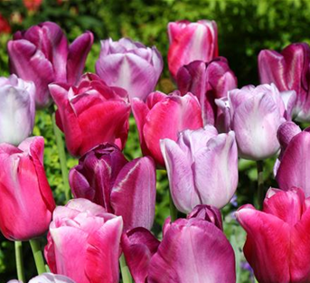 Tulipa 'Chamäleon" weiß - violett