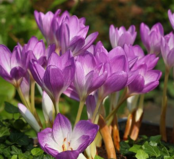 Colchicum cilicicum