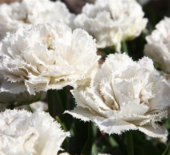 Tulipa 'Snow Crystal'