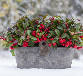 Gaultheria procumbens Gaultheria procumbens