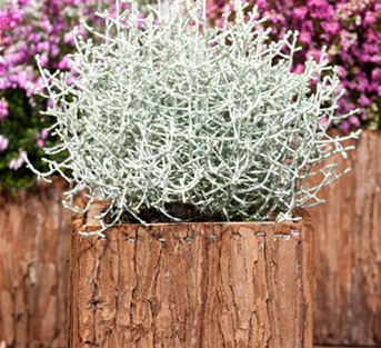 Calocephalus brownii 'Challenge' Calocephalus brownii 'Challenge'