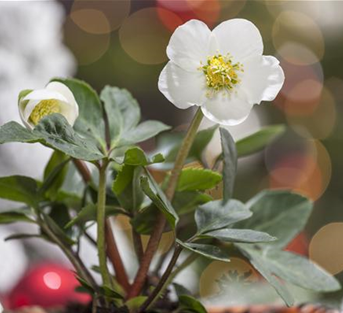 Helleborus niger Helleborus niger