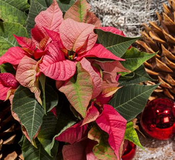 Euphorbia pulcherrima