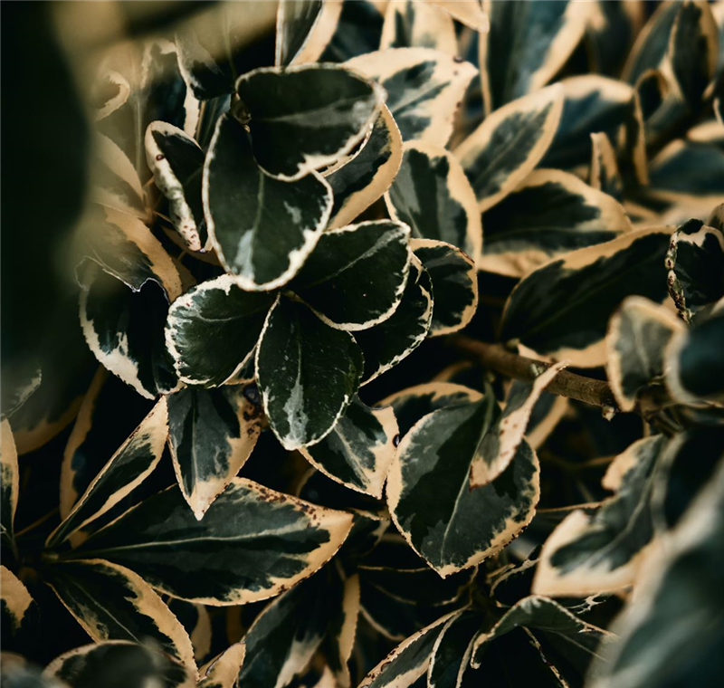 Natürlicher Sichtschutz 